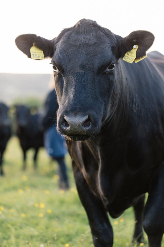 Adaptive Multipaddock Grazing ~ Farmers Guardian and Farmers Weekly
