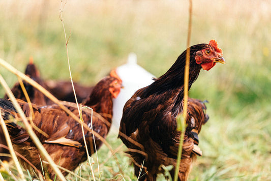 Introducing Our Pastured Chickens: Organic, Flavourful, and Raised the Regenerative Way