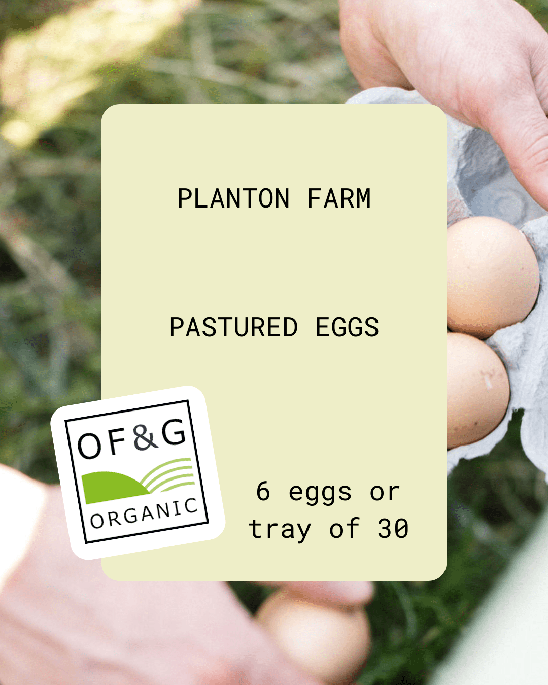 Organic Eggs