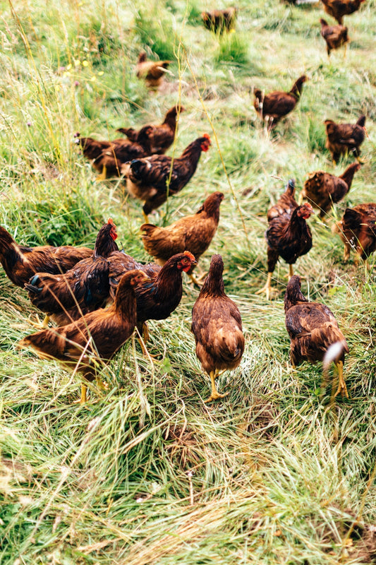 Pastured Poultry - Practical Morning