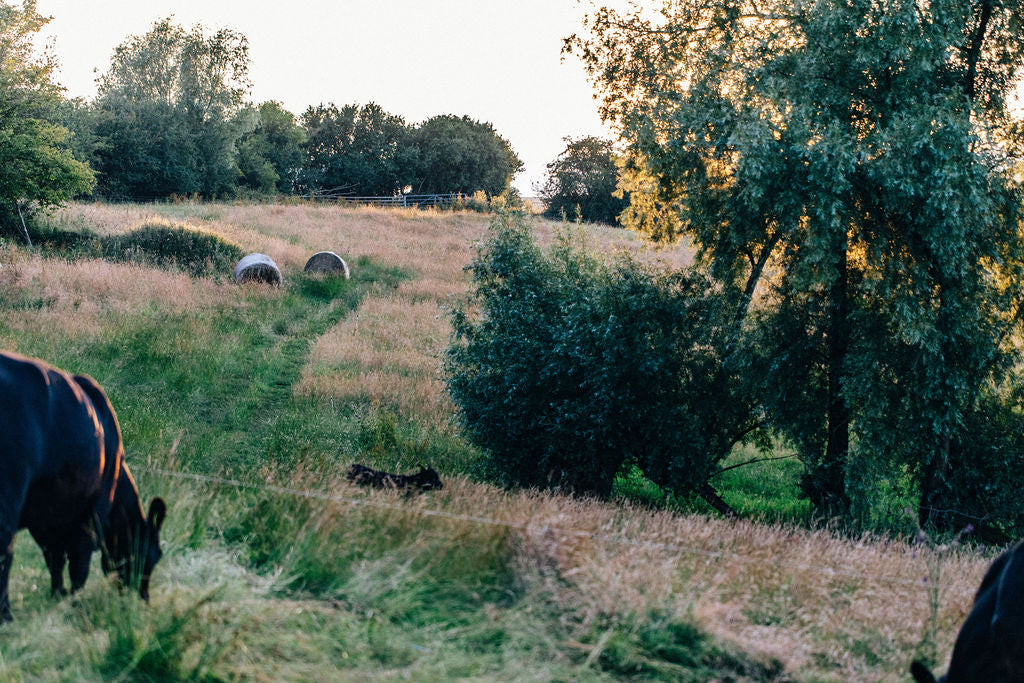 Introducing Our Beef: Regeneratively Raised, Pasture for Life Certified