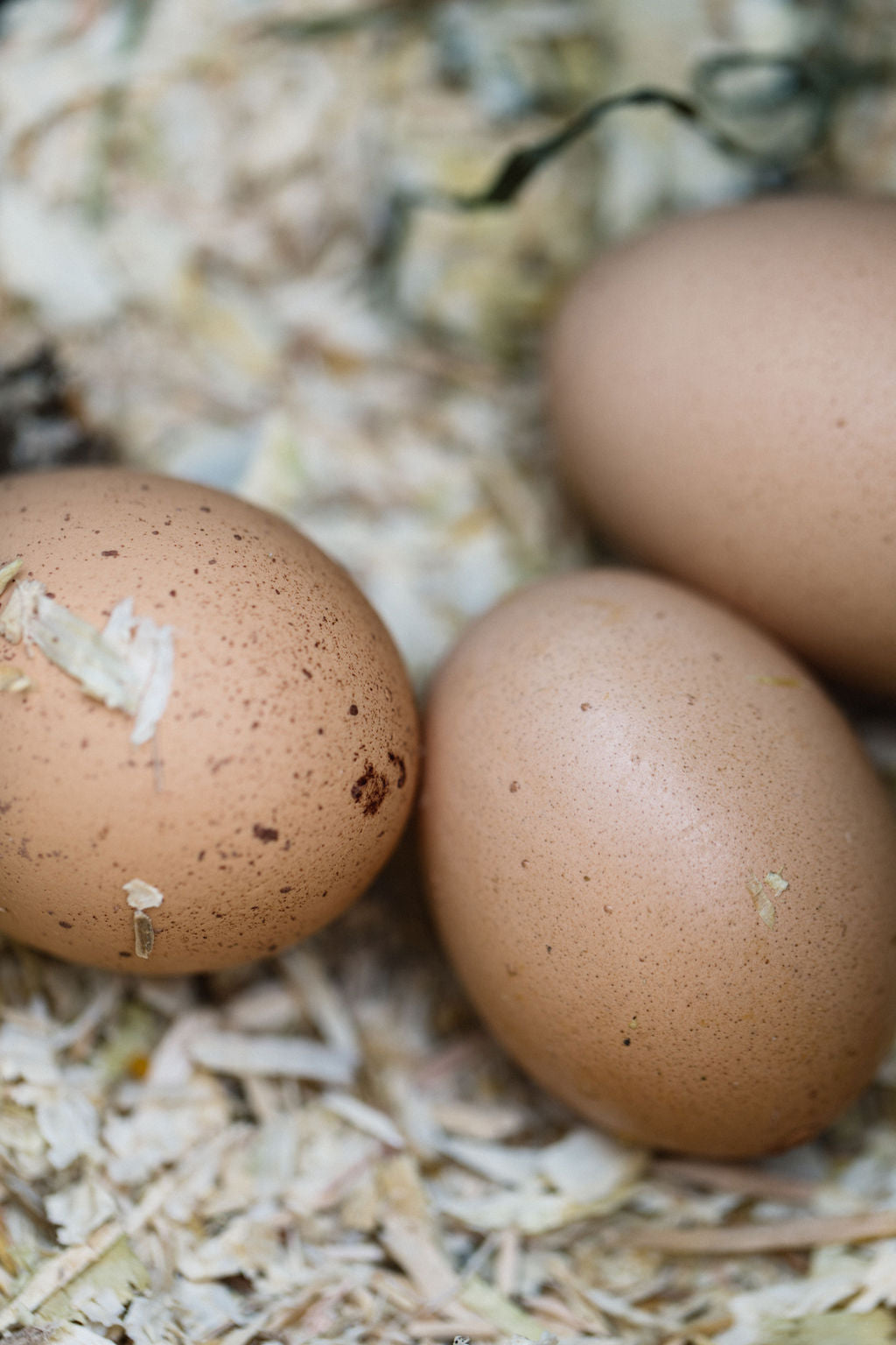Eggs