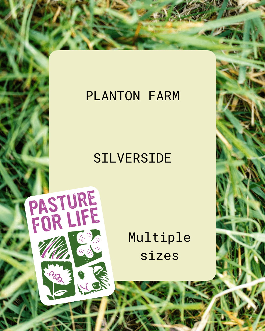 Silverside